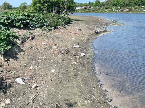 Auf der kleinen Insel im Viereggenhofer Teich wurden ca. 50 tote Möwen gefunden.
