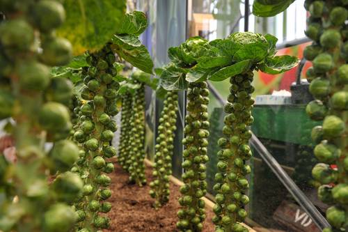 2bp 7468