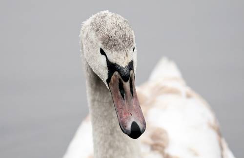 Schwan im Portrait