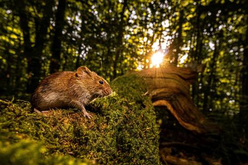 2. Preis in der Kategorie "Landschaft: Unser Wald"
