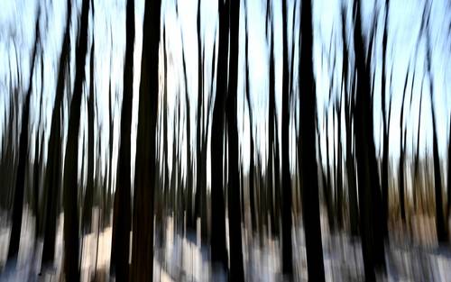 1. Preis in der Kategorie "Landschaft: Unser Wald"