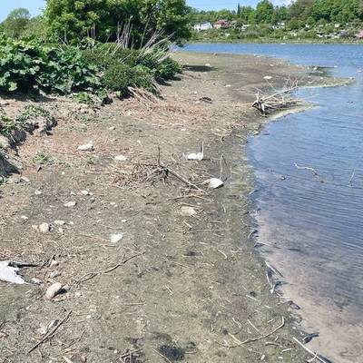 Auf der kleinen Insel im Viereggenhofer Teich wurden ca. 50 tote Möwen gefunden.