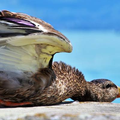 Eine Ente, liegend