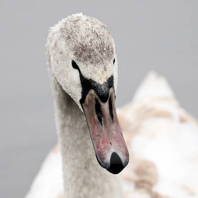 Schwan im Portrait