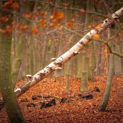 3. Preis in der Kategorie "Landschaft: Unser Wald"