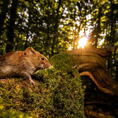 2. Preis in der Kategorie "Landschaft: Unser Wald"
