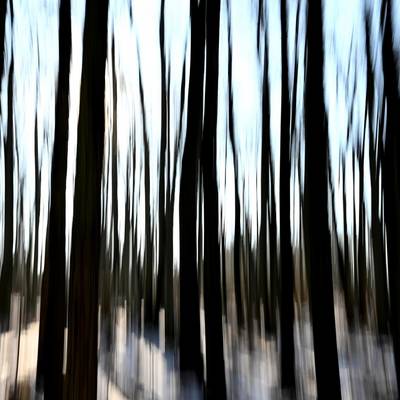 1. Preis in der Kategorie "Landschaft: Unser Wald"