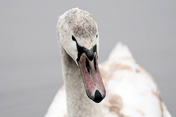 Schwan im Portrait