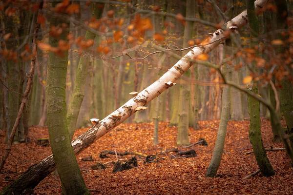3. Preis in der Kategorie "Landschaft: Unser Wald"