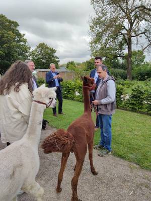 Auch die Therapie-Alpakas vom Hof am Iserberg waren bei dem Fest dabei