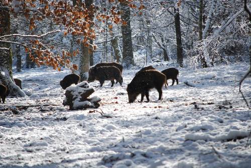 Wildschweine