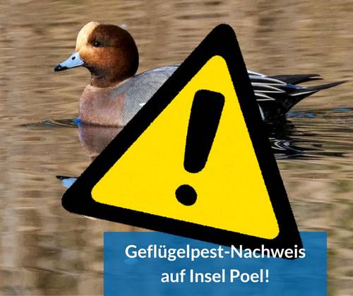 gefluegelpestpoel