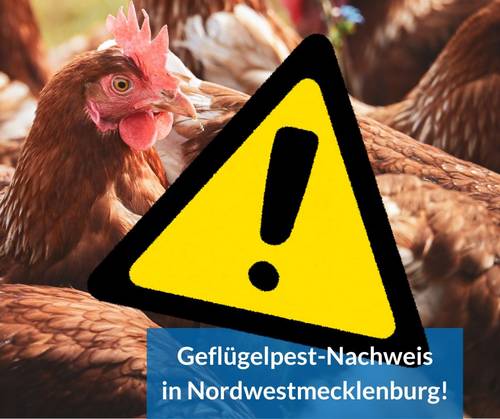 gefl gelpest kaeselow