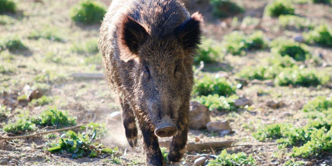 Wildschwein läuft durch den Wald © Pixels