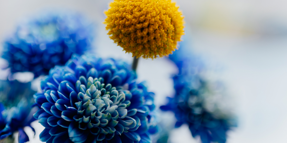 Chrysanthemen © kaboompics