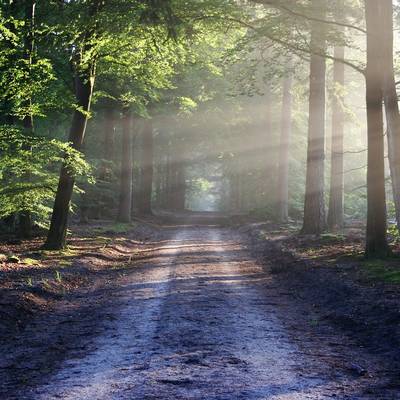 Wald © Pixabay avenue 815297 1280