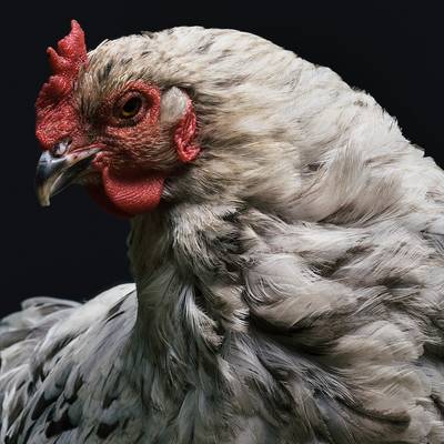 Huhn auf Sschwarz © Pixabay Huhn auf schwarzem Hintergrund