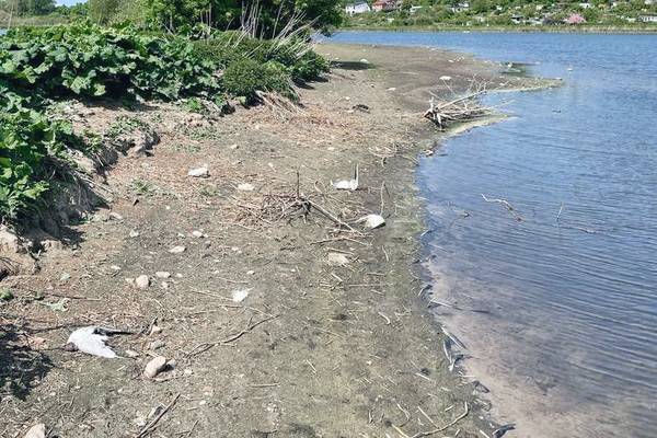 Auf der kleinen Insel im Viereggenhofer Teich wurden ca. 50 tote Möwen gefunden.