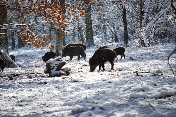 Wildschweine