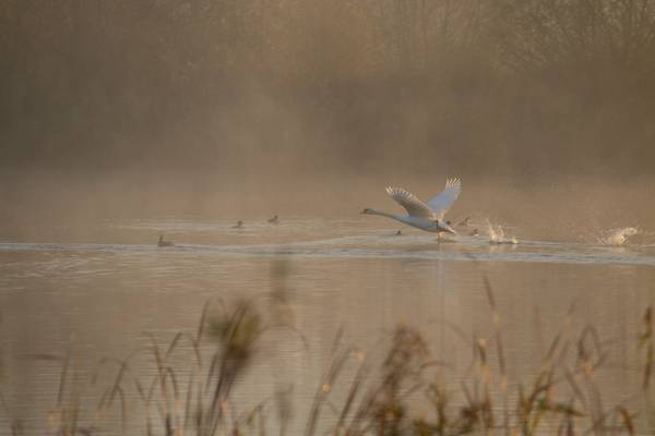 Schwan fliegt von Wasser auf