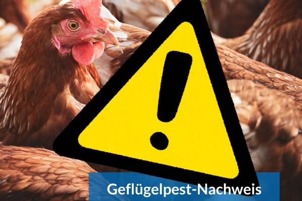 gefl gelpest kaeselow